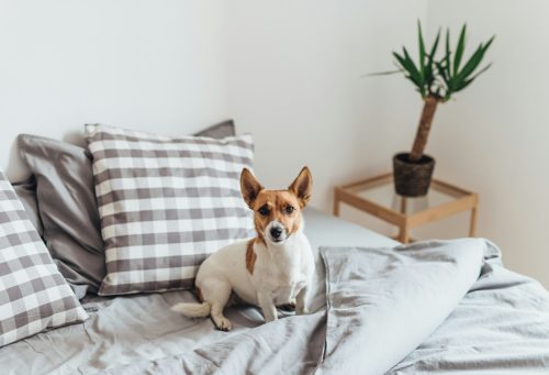 Adorable dog in bed