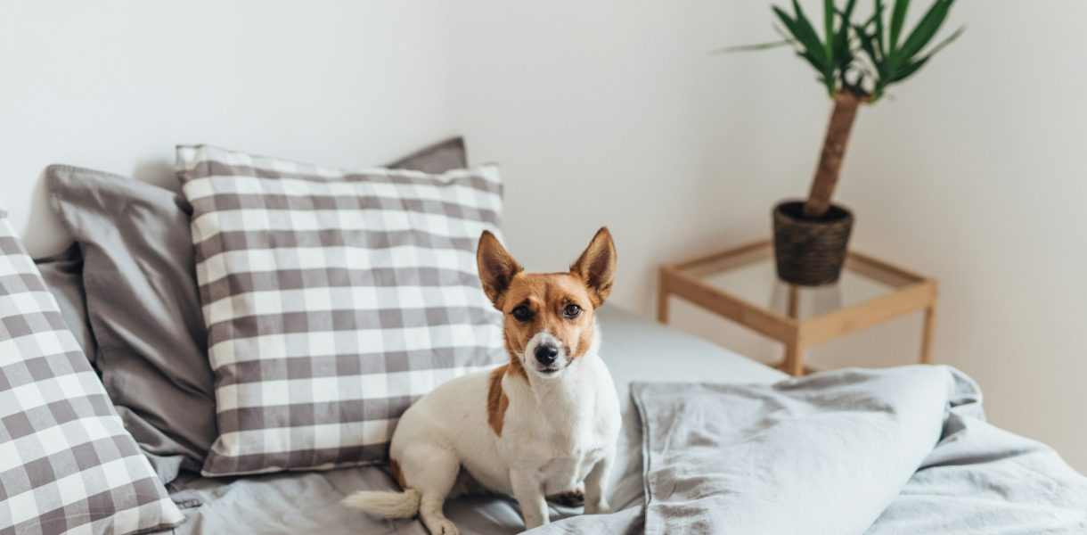 Adorable dog in bed