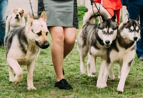 Alsatian Wolf Dog Or German Shepherd Dog And Two Husky Dog Runni