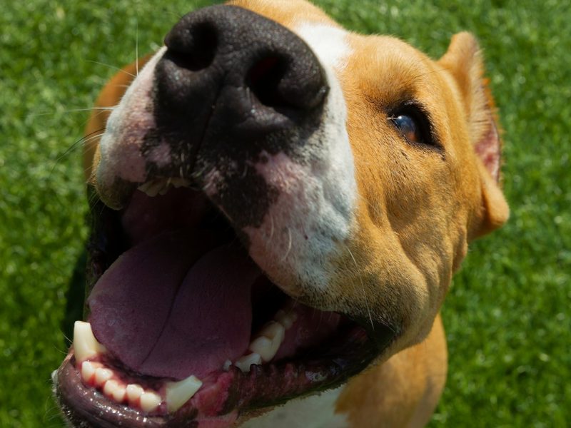 American Staffordshire Terrier dog on a summer day