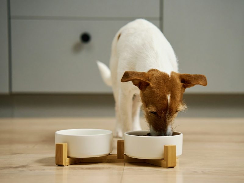 Dog eating dry food from bowl in kitchen