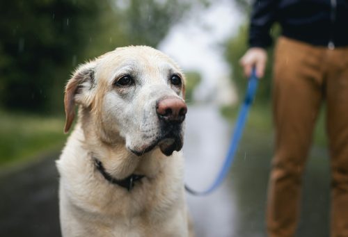 Dog walk in rain