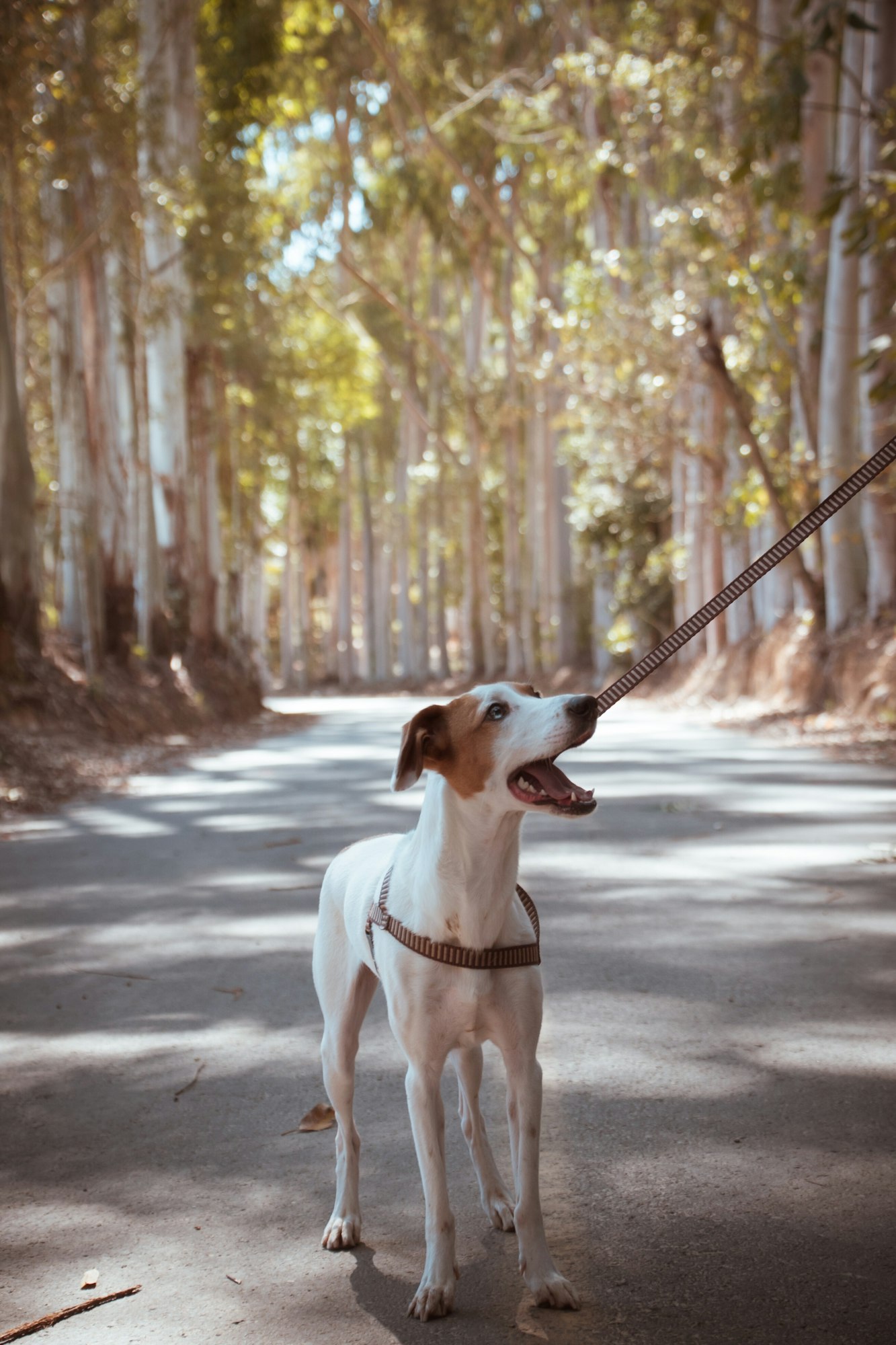 Dog walking on the road